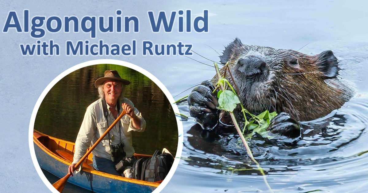 Algonquin Wild with Michael Runtz