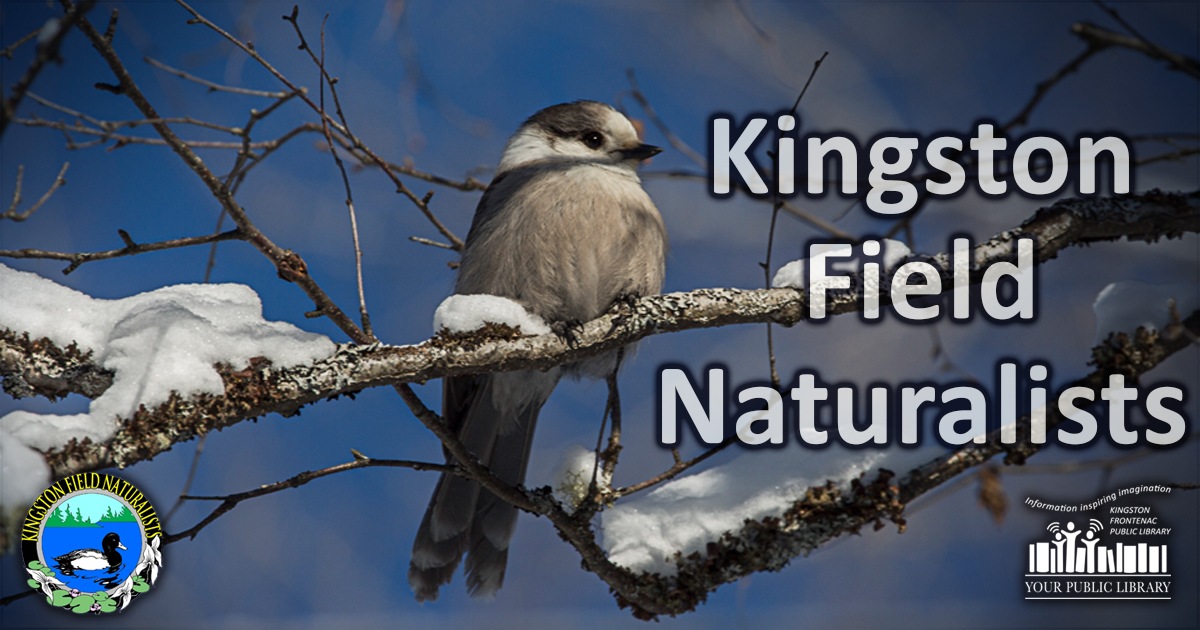 Kingston Field Naturalists. Photo of a whiskeyjack bird.