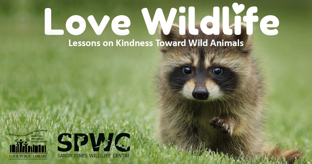 Love Wildlife Lesson on Kindness Toward Wild Animals