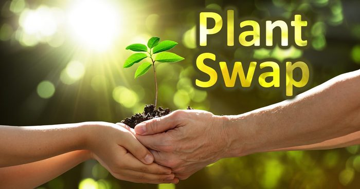 Plant Swap