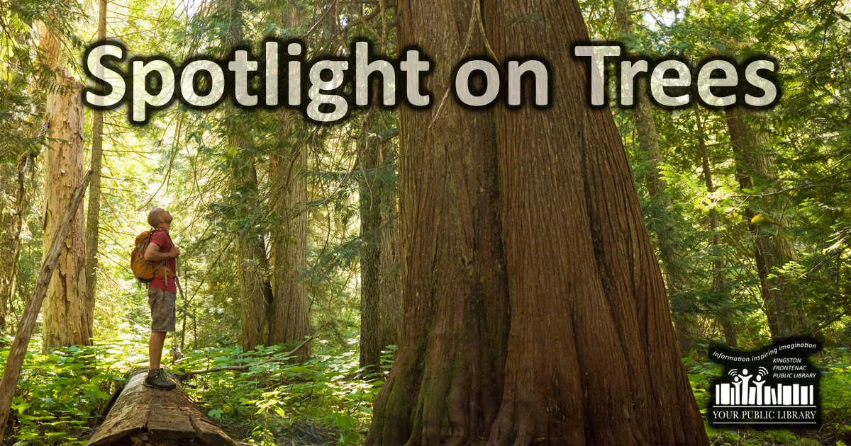 Spotlight on Trees. Image of person in a forest.