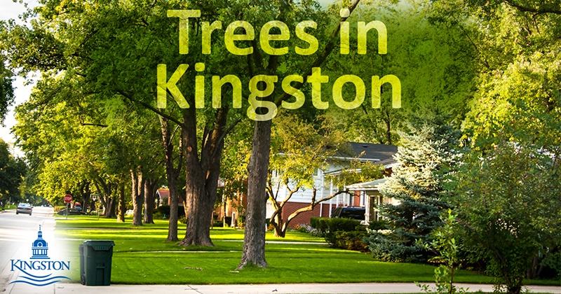 Trees in Kingston
